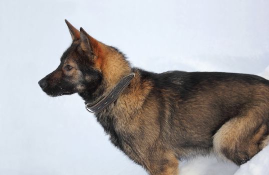 German shepherd on the snow
