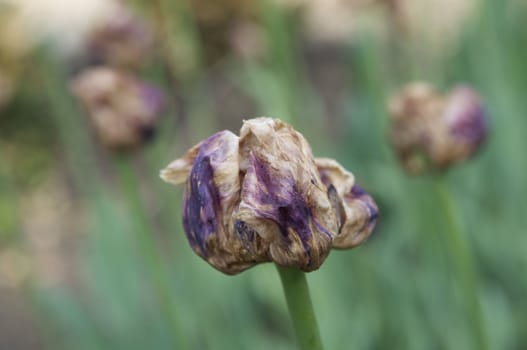 clouseup photo of wilted tulip