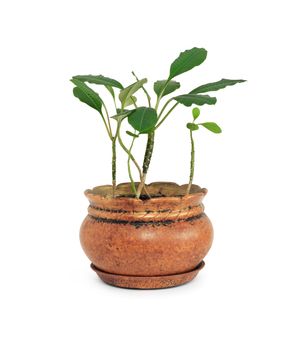 Flowerpot with green plant on white background. Isolated with clipping path