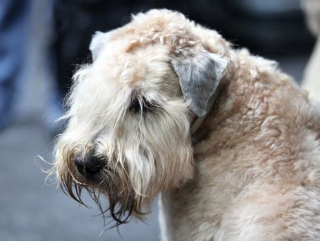 airedale terrier Portrait