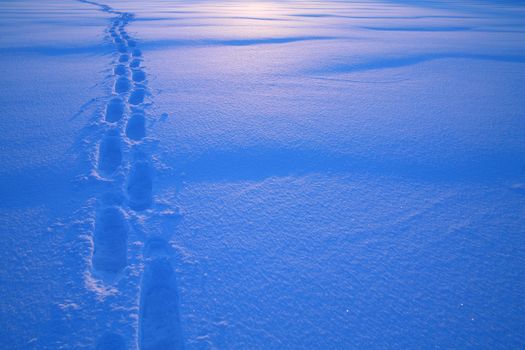 Footprints in the snow Tracks in the snow............