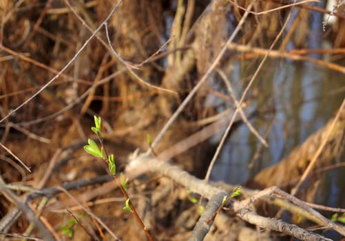 Spring brunch with new green leaves on river flood
