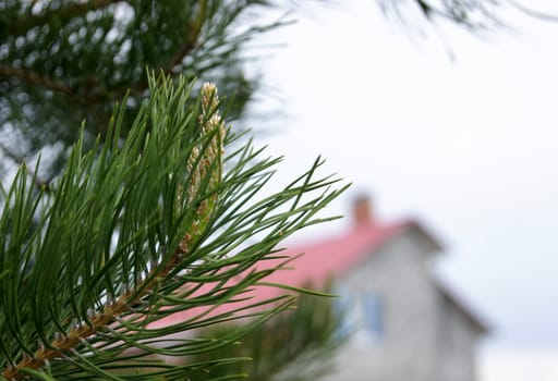 A part of green fir-tree in cottage