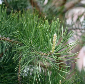 A part of green fir-tree in forest