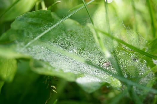 Web with dew drops, sunny summer day