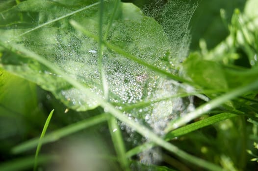 Web with dew drops, sunny summer day