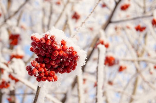 Winter frozen red rowanberry under white snow