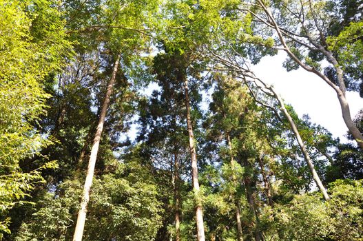 pine forest tree trunks and canopy 