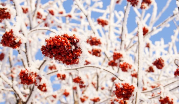 Winter frozen red rowanberry under white snow