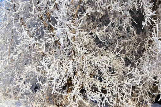 Snow-covered tree, frost sunny day in city