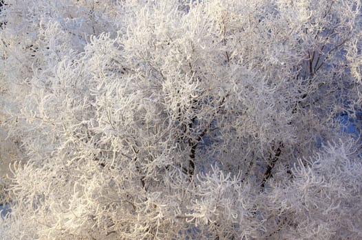 Snow-covered tree, frost sunny day in city
