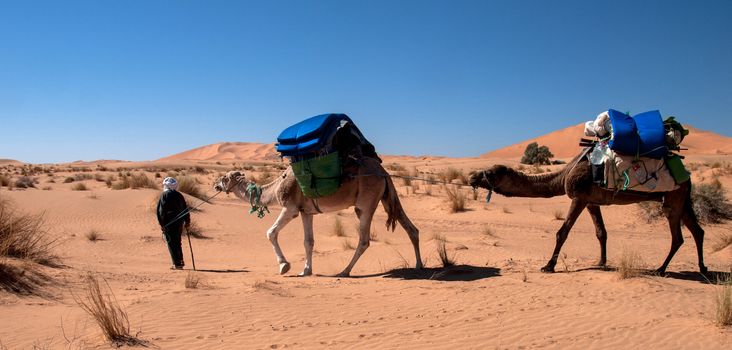 Nomad and camels in the Sahara desert. Marocco - Merzouga