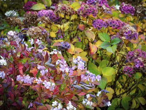Hortensia flowers in autumn