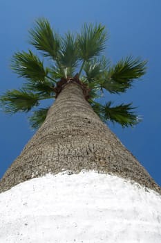 Palm tree