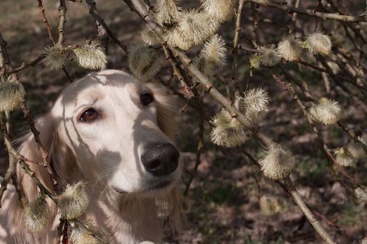 Portrait of white saluiki in willow flowers
