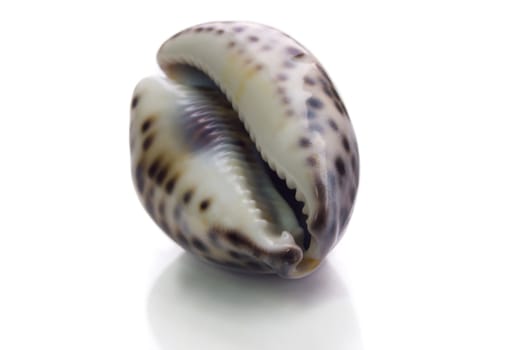 Marine sea shell in a studio setting against a white background 