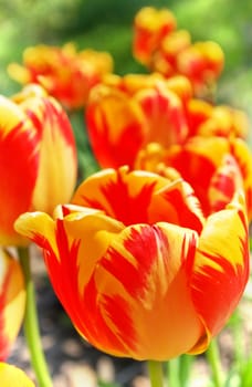 Red Orange Yellow Tulips flower shot from below close up with tulip background pattern 
