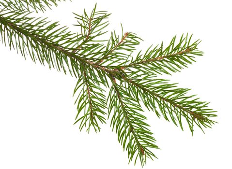 Fir branch isolated over the white background