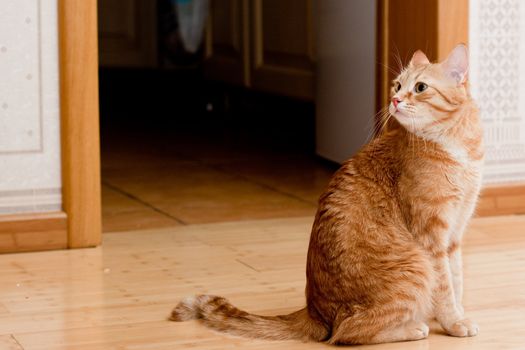 A young ginger tabby cat on the wooden floor
