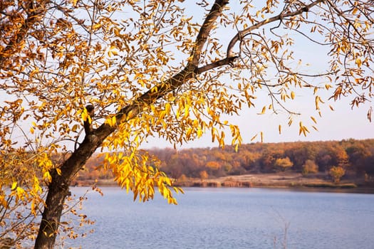 Golden autumn tree above water