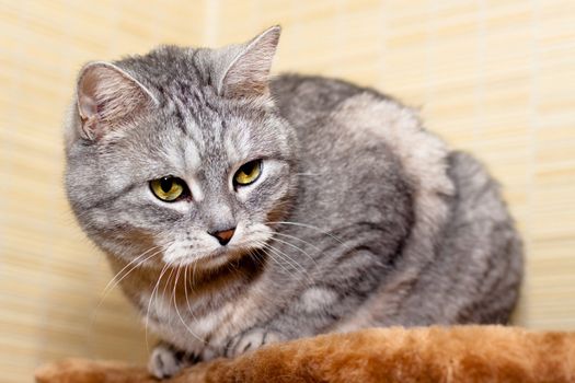 A sitting grey tabby cat
