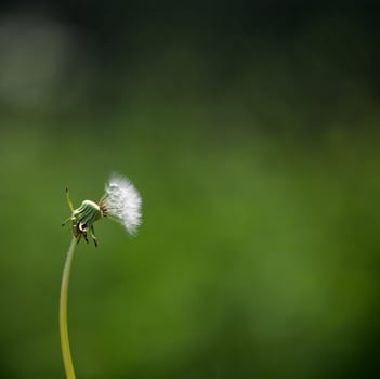 Close up of Seeded Dandelion Head Symbol of Possibility Hope and Dreams Great Greeting Card or Simple Background