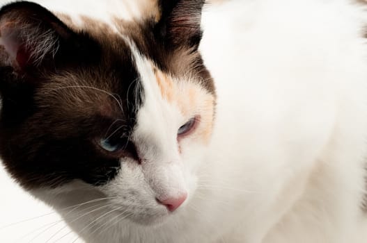 A close up view of a white cat with blue eyes.