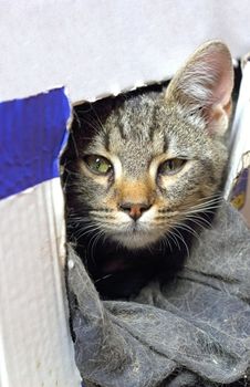 portrait of a baby cat hiding in  carton box