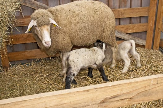 sheep with lamb