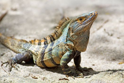 Black spiny-tailed Iguana on the beach in Manuel Antonio, Costa Rica