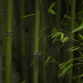 Green bamboo