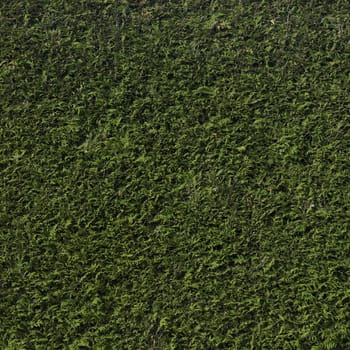 Cedar hedge