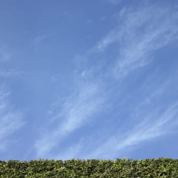 Cedar hedge and blue sky