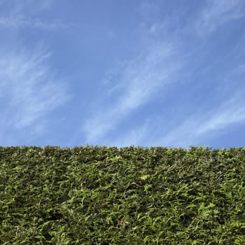 Cedar hedge and blue sky