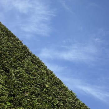 Cedar hedge and blue sky