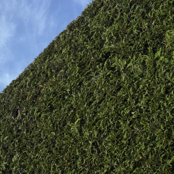 Cedar hedge and blue sky