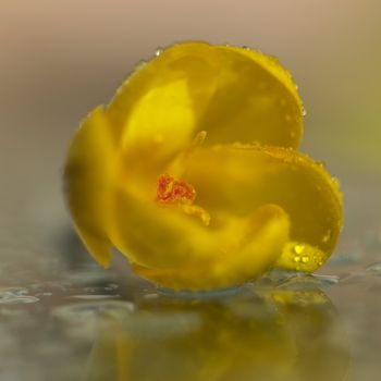 Yellow flower with rain drops