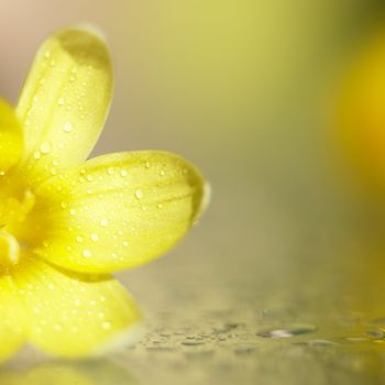 Yellow flower with rain drops