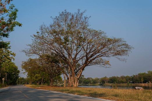 Huge tree beside the lake in San Pa Tong, Chiang Mai, Thailand
