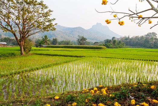 Rice field with golden tree (Tabebuia chrysantha Nicholson) in Jae Sorn, Lampang, Thailand
