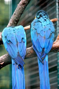 On a photo two parrot in zoo