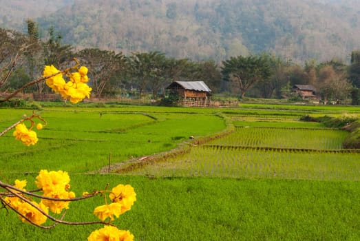 Rice field with golden tree (Tabebuia chrysantha Nicholson) and a little farmer hut in Jae Sorn, Lampang, Thailand