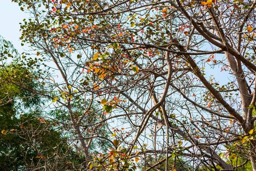 Autumn color of leafy in San Pa Tong. Chiang Mai, Thailand