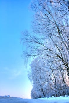 Forest. Winter landscape. Birch Grove