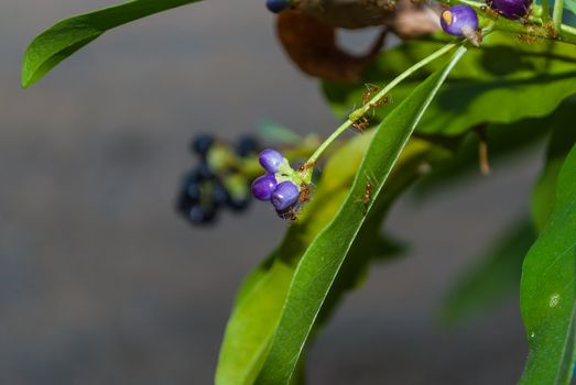 Walking red ants with Blueberries and Leafs