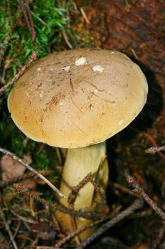 a mushroom in a wood 