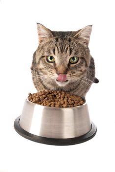 Green eyed tabby kitten eating kibble out of a silver dish on white