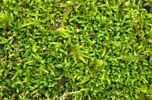 Macro detail of moss floor. Fragment of natural forest ground.