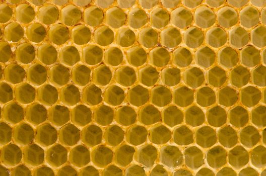 Honeycomb closeup macro background. Bees collected honey container.