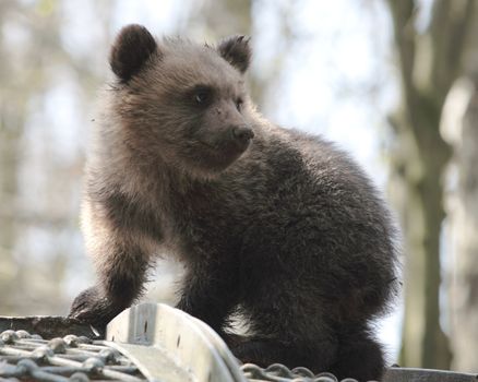 little bear in a zoo